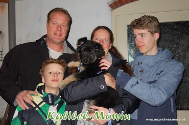 Kalilel, zwart-bruine Oudduitse Herder reu van 8 weken oud
